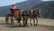 Driving The Mules