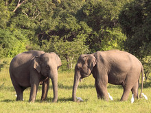 Two Sri Lankan Elephants