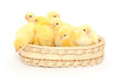 Small chickens in a basket