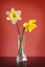Daffodils In Glass Vase