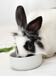 Leinwanddruck Bild Rabbit eats food