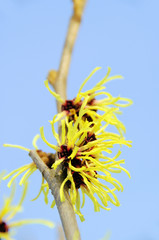 Poster - Hamamelis 29