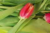 Fototapeta Tulipany - tulip and many  leaves