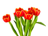 Fototapeta Tulipany - bouquet tulips