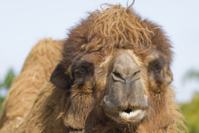 Two Humped Camel