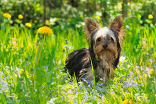 Puppy Yorkshire Terrier In The Grass