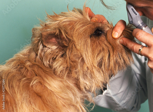 Láminas examen des yeux du chien chez le vétérinaire