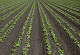 Fototapeta  - Rows of young lettuce in a field