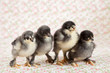 Leinwanddruck Bild - Brahma chicks