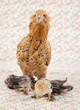 Leinwanddruck Bild - Pretty chicken