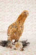 Leinwanddruck Bild - Pretty chicken