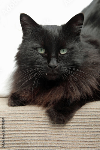 Chat Noir Aux Yeux Verts Mâle Adultesenior Buy This