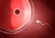 © CLIPAREA.com - Human ovum with sperm