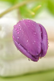 Fototapeta Tulipany - Wet Tulip on Towels