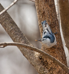 Wall Mural - White-breasted Nuthatch, Siita carolinensis