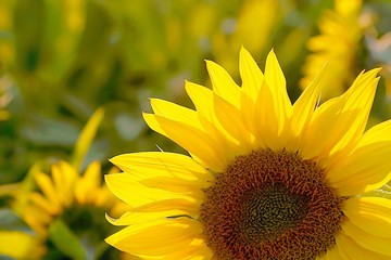 Wall Mural - Sunflower in the field backlit by the light of the setting sun