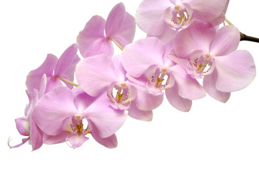 Wall Mural - orchid