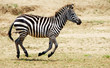 Single zebra (African Equid)