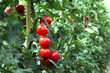 Reife rote Tomaten