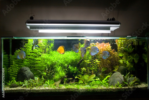 Fotografie, Obraz Tropical Freshwater Aquarium with Discus Fish 1