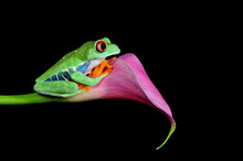 Red Eyed Tree Frog On A Calla Flower