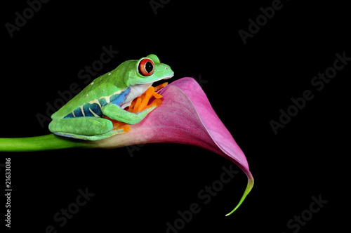 Plakat na papierze fotorealistycznym Red eyed tree frog on a calla flower