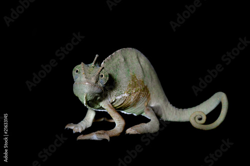 Naklejka samoprzylepna Kameleon