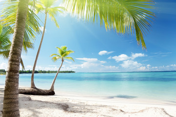 Canvas Print - Caribbean sea and coconut palms