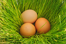 Eggs On The Green Grass