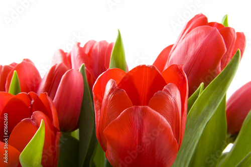 Naklejki tulipany czerwone-tulipany-holenderski