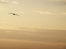 Contour Of A Seagull, Flying At Sunset
