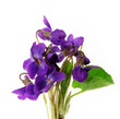 bouquet of violets isolated on white background