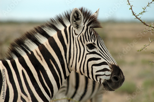 Plakat na papierze fotorealistycznym Zebra