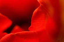 Red Flower Petal