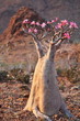 Bottle tree - adenium obesum – endemic tree of Socotra Island