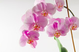 Fototapeta Storczyk - Orchidee