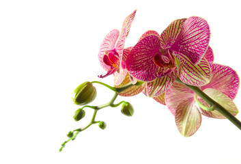 Wall Mural - Orchidee