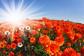 Poster - The sparkling sun on a field of red  and white buttercups