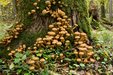 Bunch Of Pholiota Fungi
