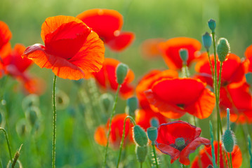 Wall Mural - Poppy field