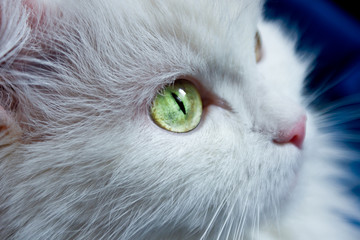 Cat with green eyes