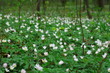 zawilce leśne, fotografia kwiatów wiosny, białe anemony, kwiaty w lesie, botaniczna ilustracja wiosny