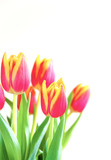 Fototapeta Tulipany - Bunch of tulips