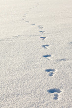 Snowshoe Hare Tracks In The Snow