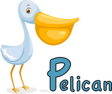 Animal Alphabet P For Pelican