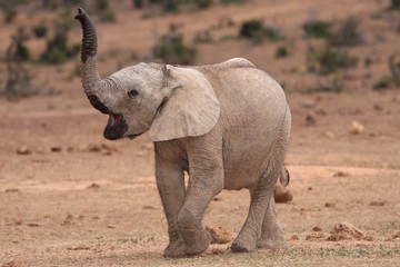 Wall Mural - African Elephant Baby