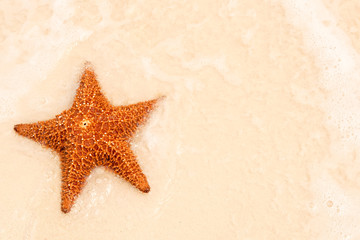 Wall Mural - Red starfish on a sand beach