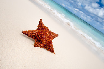 Wall Mural - Red starfish on a sand beach