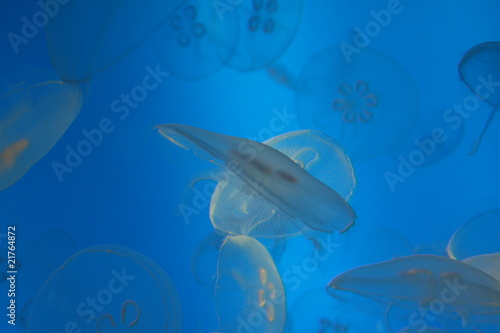 Illuminated Jellyfish In Aquarium On Light Blue Background Buy