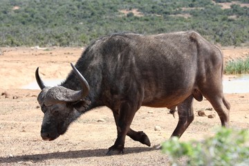 Wall Mural - Cape Buffalo Bull